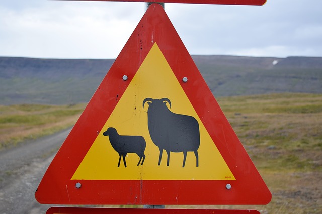 značka pozor ovce